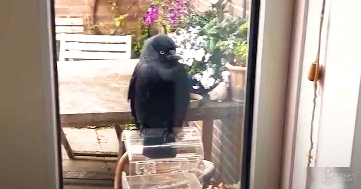A black glossy bird with a small beak and dark eyes, viewed through a glass door in an outdoor patio setting with potted plants and flowers visible. The scene is lit by bright daylight.