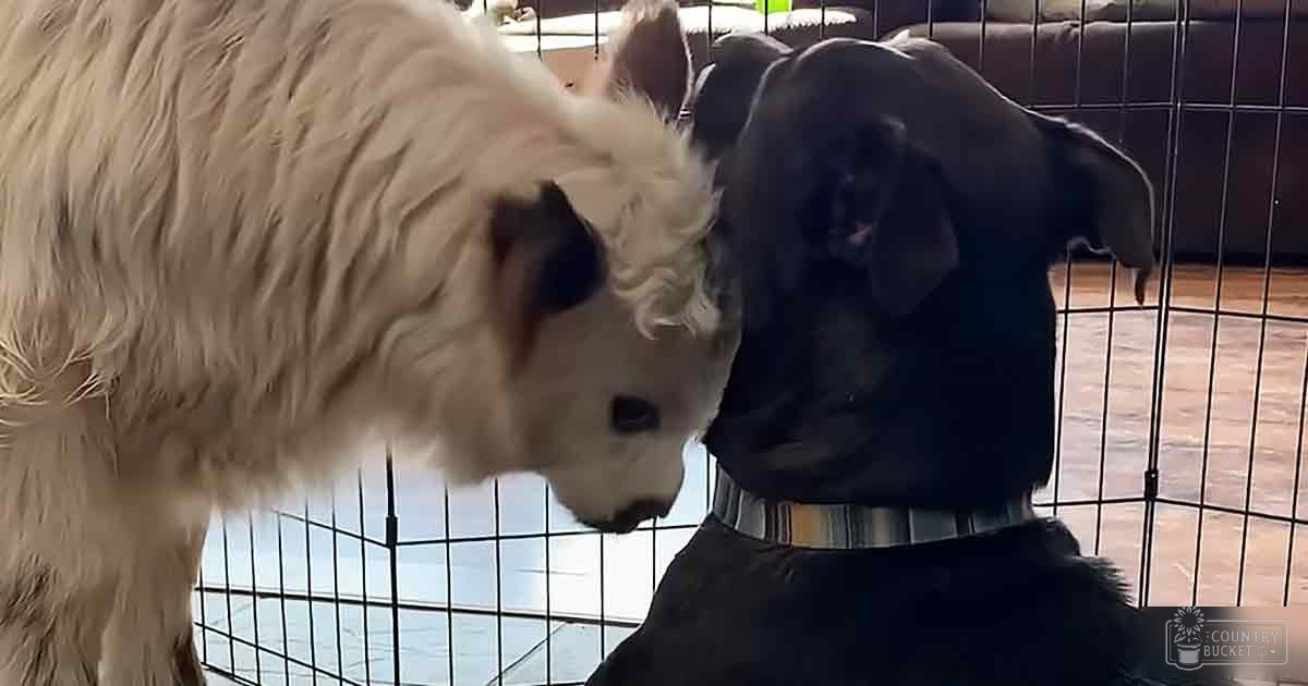 A white llama with long fur stands indoors alongside a black dog with floppy ears, in a metal cage on a tiled floor with natural light filtering through.
