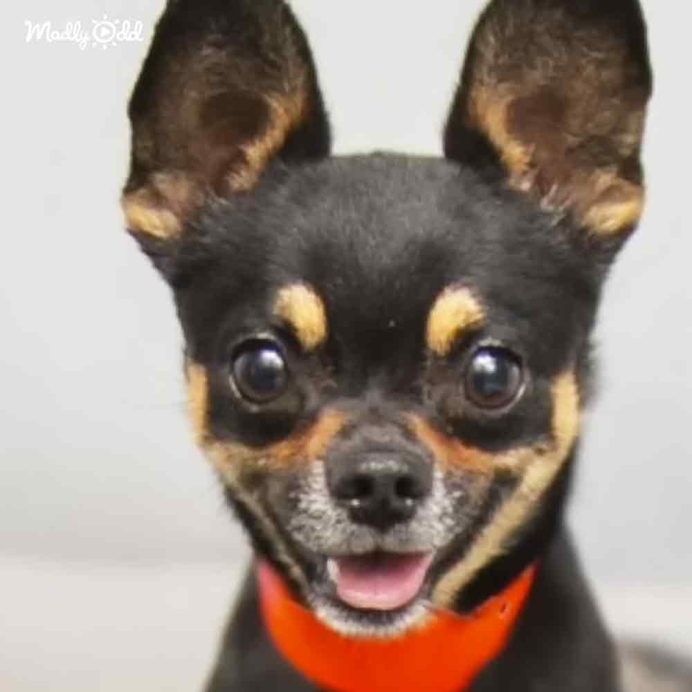 A small Chihuahua or similar toy breed with black fur, tan markings around its eyes and ears, an orange collar, indoors against a plain white background.