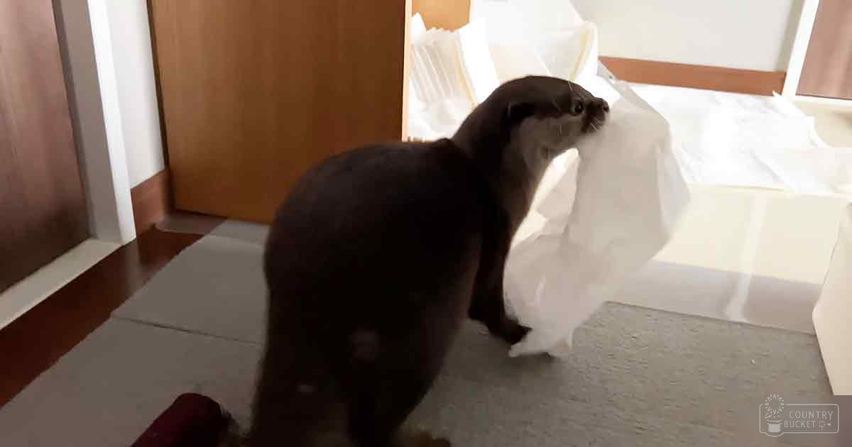 An adult otter with dark brown fur interacts with a plastic bag in a home setting, with natural lighting suggesting daytime.
