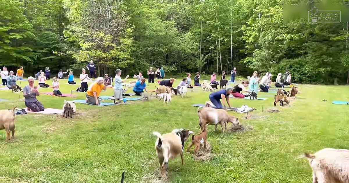 Adult goats in a grassy field with trees, likely spring or summer; individuals wearing various colored tops and dark pants, engaging in an outdoor activity.