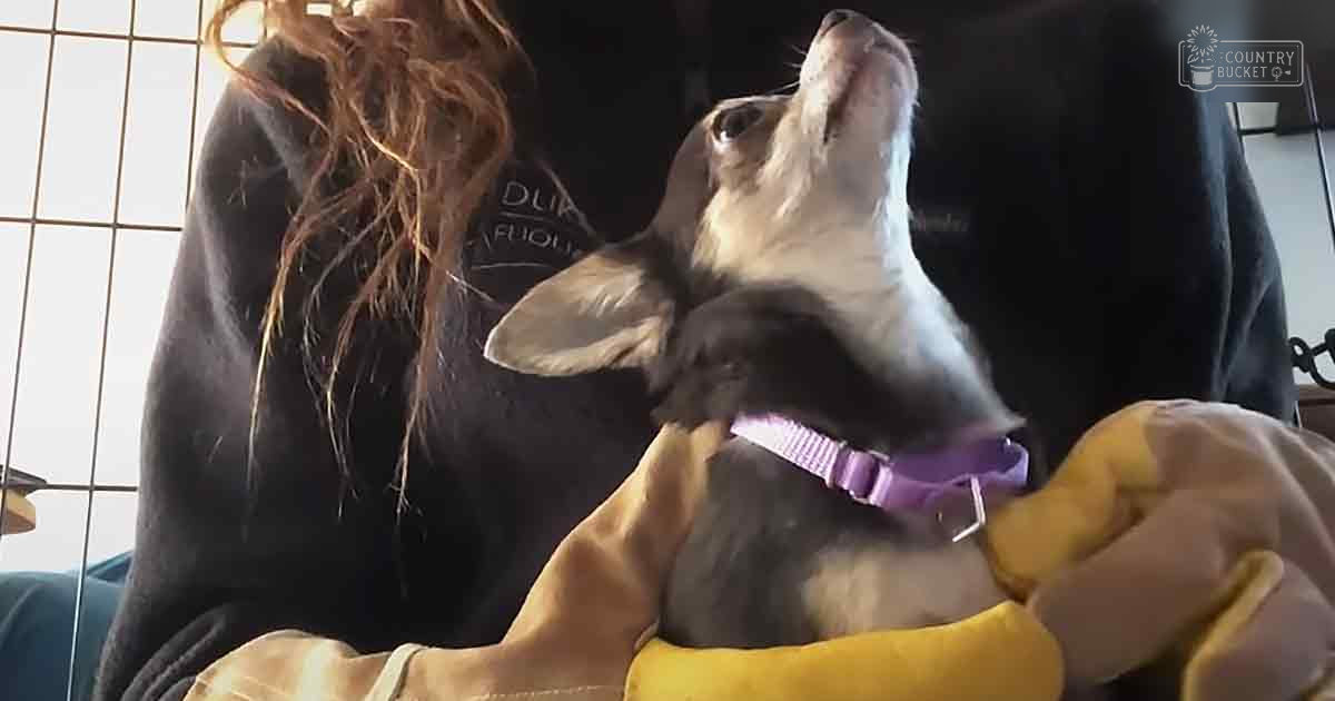 An adult female wearing a dark hoodie with 'DUK' and 'FUDU' text, accompanied by a black and white dog resembling a Basset Hound or similar breed, in an indoor setting with natural light coming through the window.