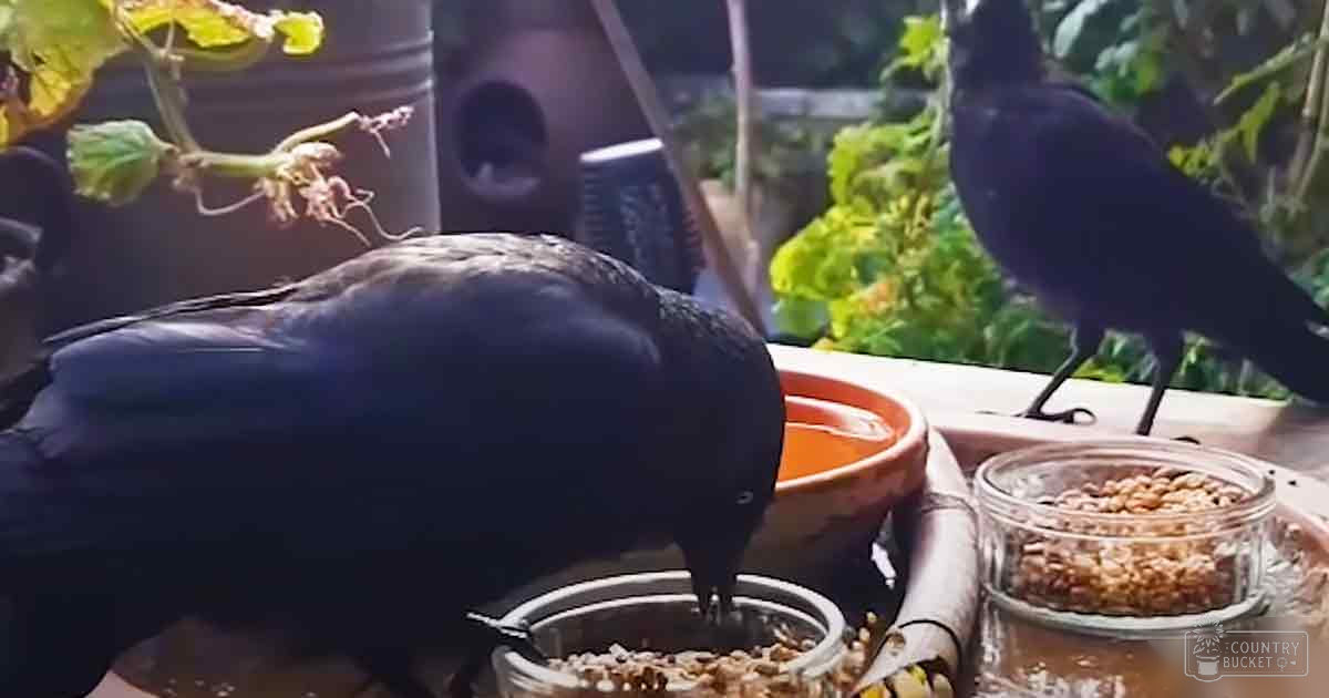 A black crow perched outdoors amidst garden greenery, with a metal bowl and orange ceramic dish containing birdseed in soft daylight.