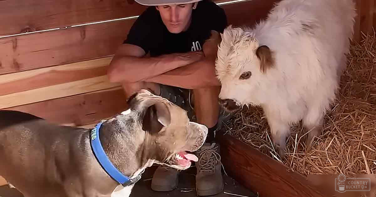 A young adult male in a relaxed black t-shirt with white lettering and patterned shorts stands indoors near an indoor barn setting with hay bales, wooden walls, and a calf nearby. A dog, possibly a pit bull mix, is also present.