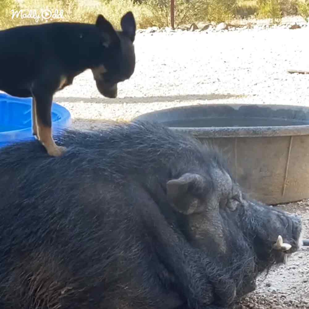 An adult pig with dark fur and white markings, a black and tan puppy standing on its back in an outdoor rural setting with gravel ground and greenery.