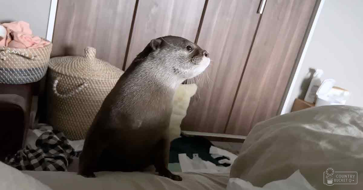 An otter with dark brown fur and lighter markings indoors in a bedroom setting with natural light.