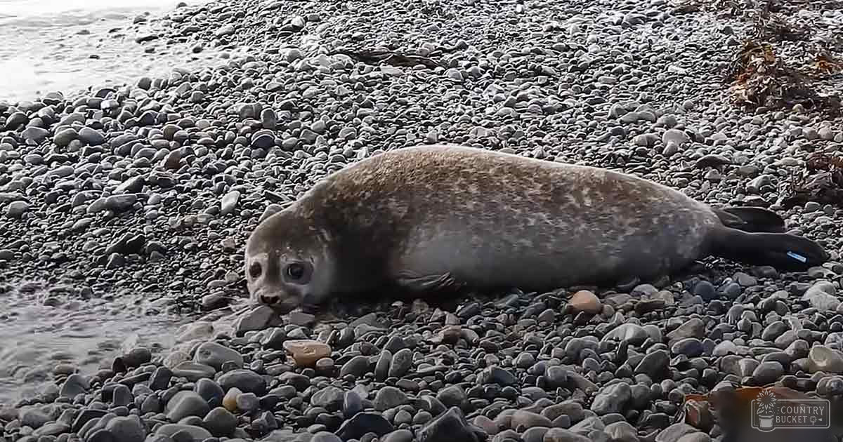 A seal with a light brown coat and dark markings stands on a rocky beach under an overcast sky.