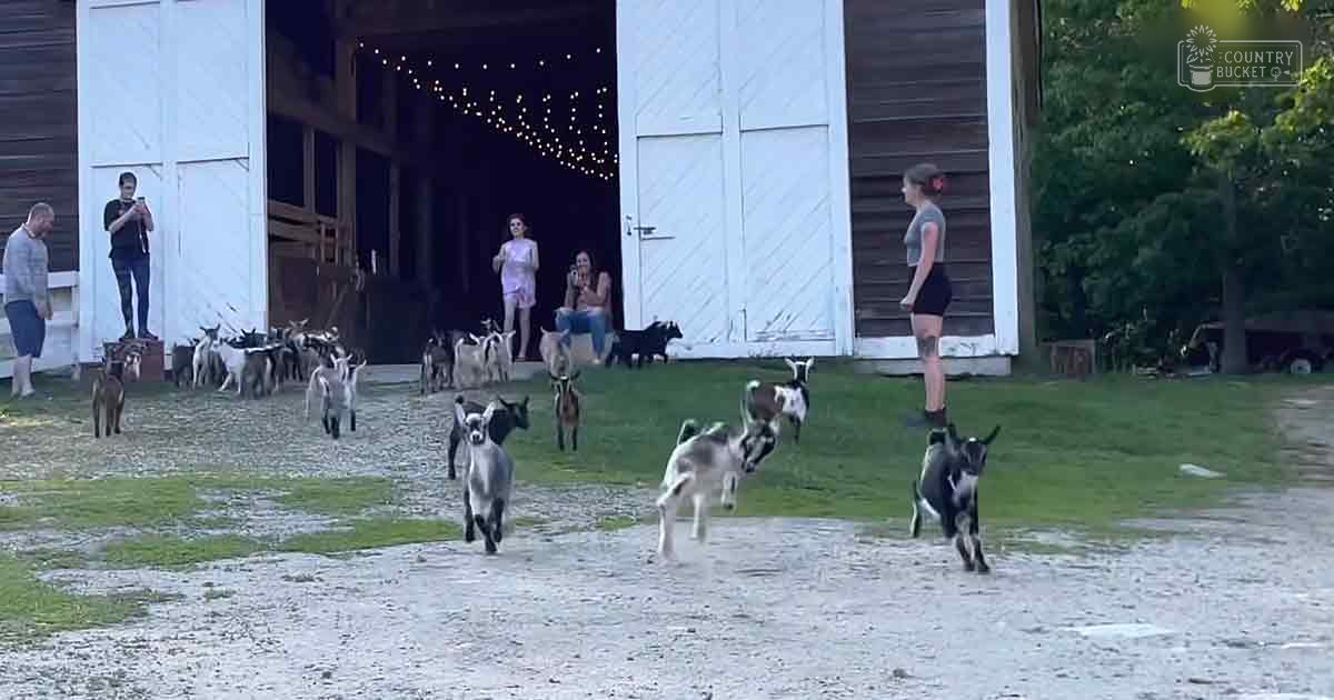 Adult male in light gray shirt and dark shorts, adult female with tattoos wearing sleeveless pink top and sandals, child possibly in light-colored shirt and darker pants, Nubian goats black and white, string of lights inside barn door, large barn with open doors on dirt/gravel ground covered by grass at evening.