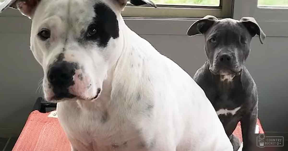 Two adult dogs, one white with black markings on face and ears, another dark gray with light patches, indoors in a home setting with natural daylight coming through the window.