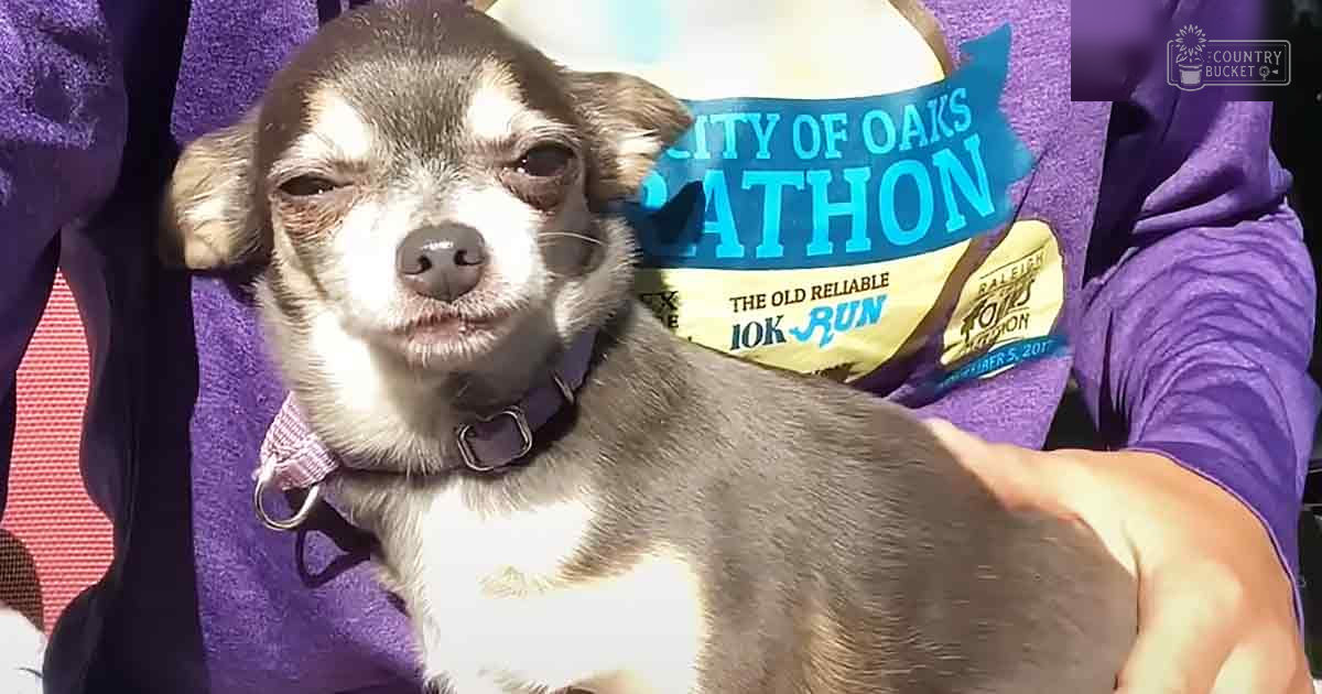 A small Chihuahua or similar breed with gray and white fur, wearing a collar at an outdoor event called 'City of Oaks 10K Run' during late afternoon or early evening light.