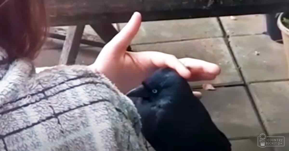 A crow interacting with an adult male's hand in a patio setting.