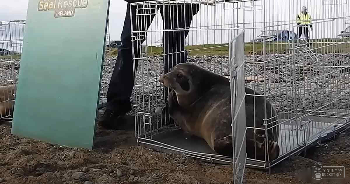 A seal at Seal Rescue Ireland with two individuals in a rocky outdoor setting under overcast lighting.