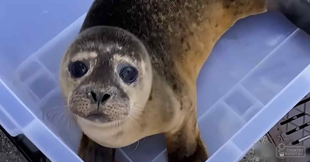 A seal with light brown fur and darker markings around the eyes and nose, held in a clear plastic container outdoors on a sunny day.