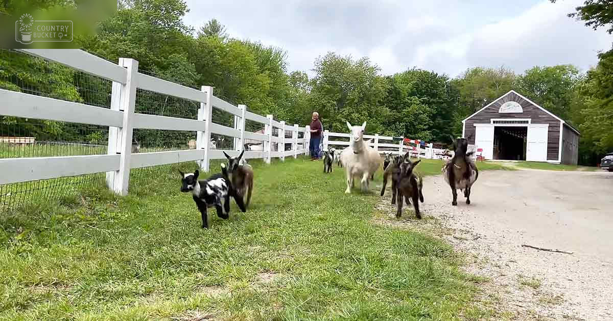 A group of young goats with distinctive black-and-white, white, brown-and-white, and mixed black-brown coat markings stand on a grassy dirt path near a white wooden fence and barn in an overcast summer farm setting.