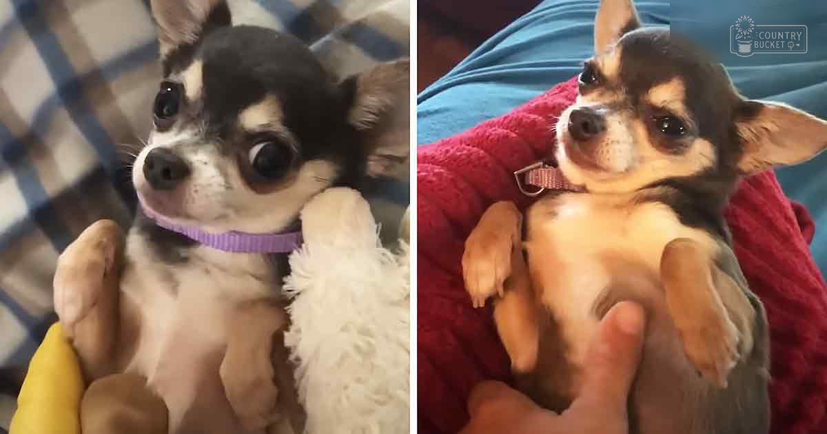 A chihuahua with black and white markings sits next to a plaid blanket, while another chihuahua with brown and tan markings rests beside blue fabric and red textured material indoors.