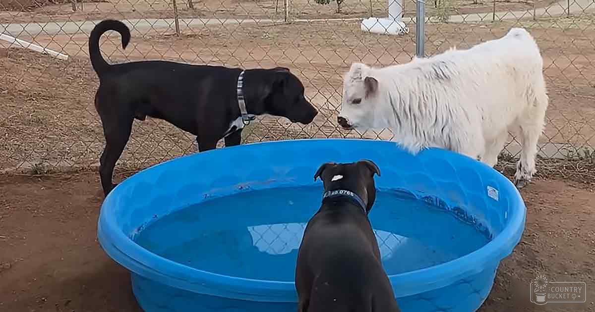 A black dog with a collar and tags, possibly a pit bull mix, alongside a white pygmy goat in an outdoor farm or animal shelter enclosure. Inflatable blue pool filled with water is central to the scene.