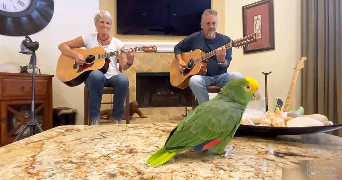 A middle-aged female and male stand indoors with a vibrant Yellow-headed Amazon parrot perched nearby. The setting appears to be a cozy living room with furniture like a fireplace and guitar, suggesting daytime lighting.