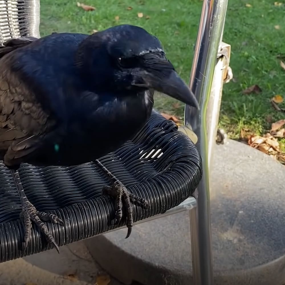 A crow perches on a wicker chair in an outdoor garden setting with green grass and fallen leaves under late afternoon sunlight.