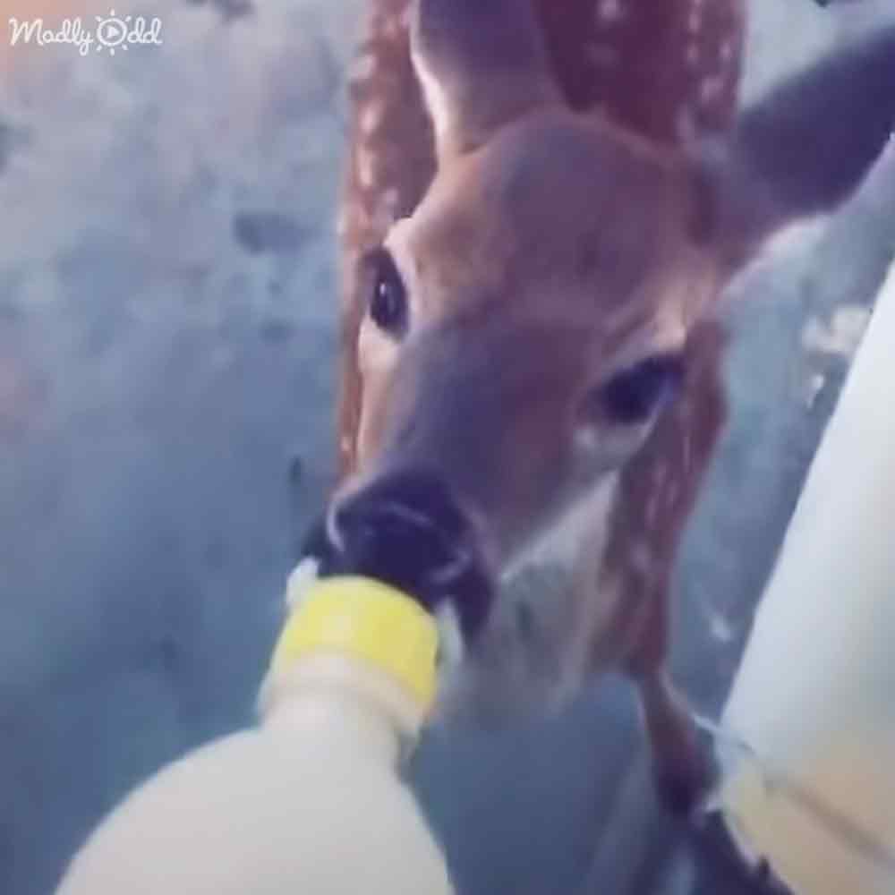A baby deer with light brown fur and white markings is being bottle-fed indoors, surrounded by a neutral background.