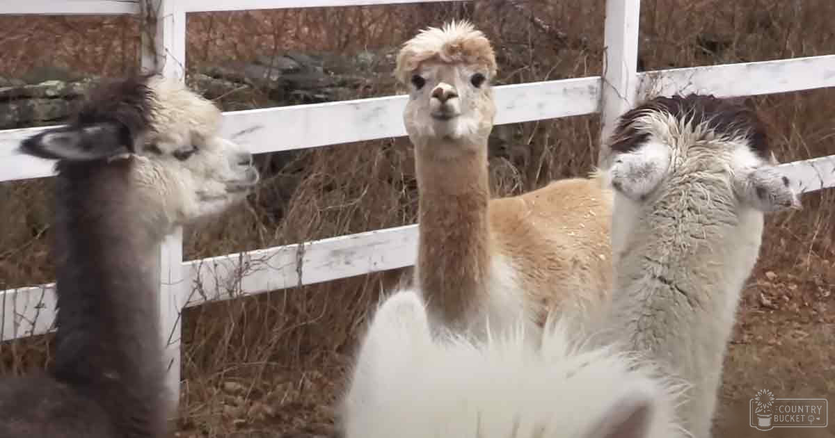 Juvenile to adult alpacas with various coat colors in a fenced outdoor farm or ranch environment under overcast daylight conditions.