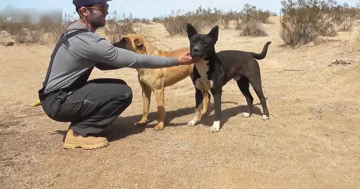 A man in a gray shirt interacts with two dogs outdoors, surrounded by dry grass under bright daylight.