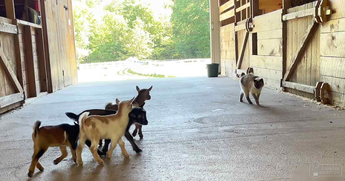 Four young goats with brown, white, black, and patchy coats in a barn with an outdoor view of trees. A tabby cat is nearby.
