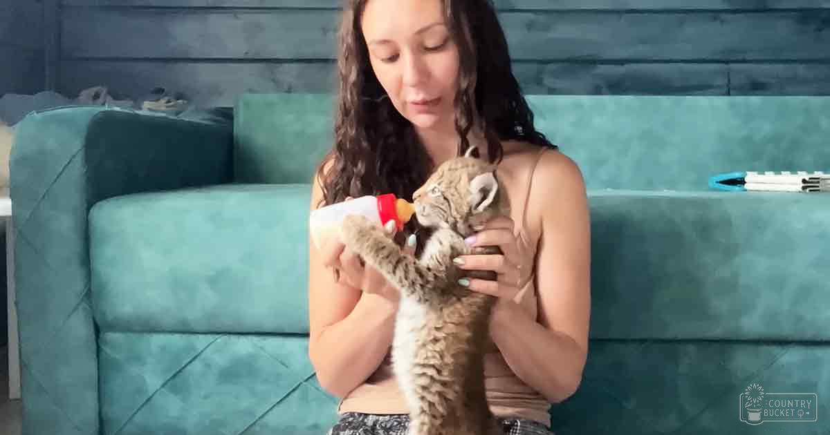 A young adult female feeding a juvenile domestic short-haired cat with a bottle, seated on a teal sofa in a modern living room with bright natural light.