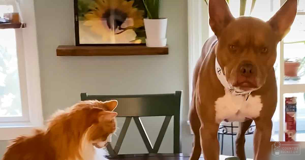 A tabby cat with orange fur and a pit bull or pit bull mix dog with brown and white fur are inside a home, near a dark green chair, shelf of sunflowers and a potted plant, under natural light in what appears to be spring or summer.