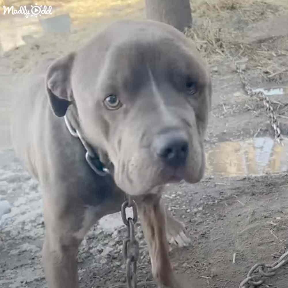 A Great Dane adult dog with a grayish-brown coat stands outdoors on a dirt ground near what appears to be a building baseboard under natural daylight.