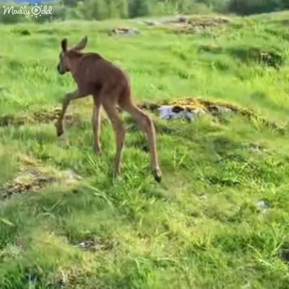 A young deer with brown fur stands amidst lush green grass in an open field, suggesting spring or summer under clear daylight conditions.