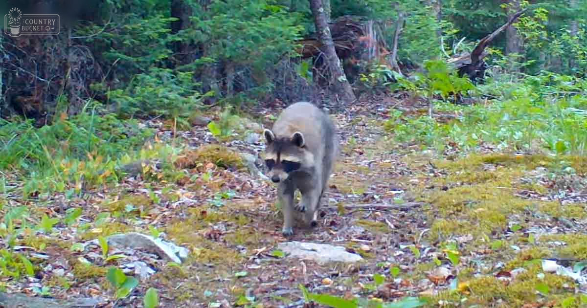 A raccoon with distinctive black markings around its eyes and ears in a forested area with trees and undergrowth covered in leaves and moss, suggesting autumn.