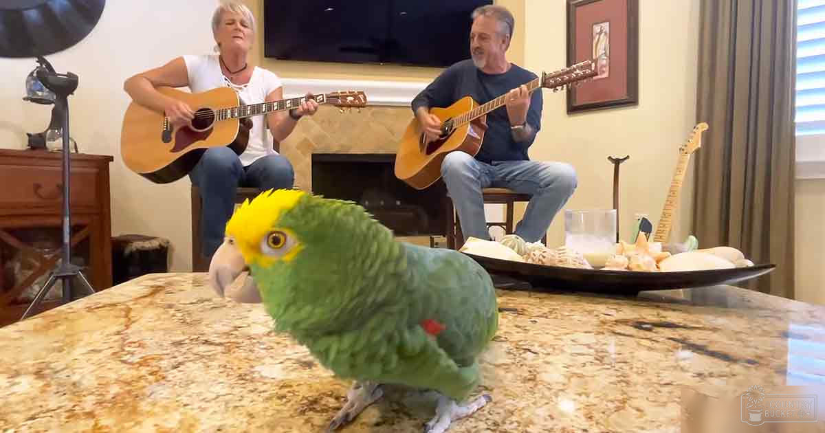 Adult Amazon parrot with yellow head and green body in a living room setting, surrounded by furniture and personal items.