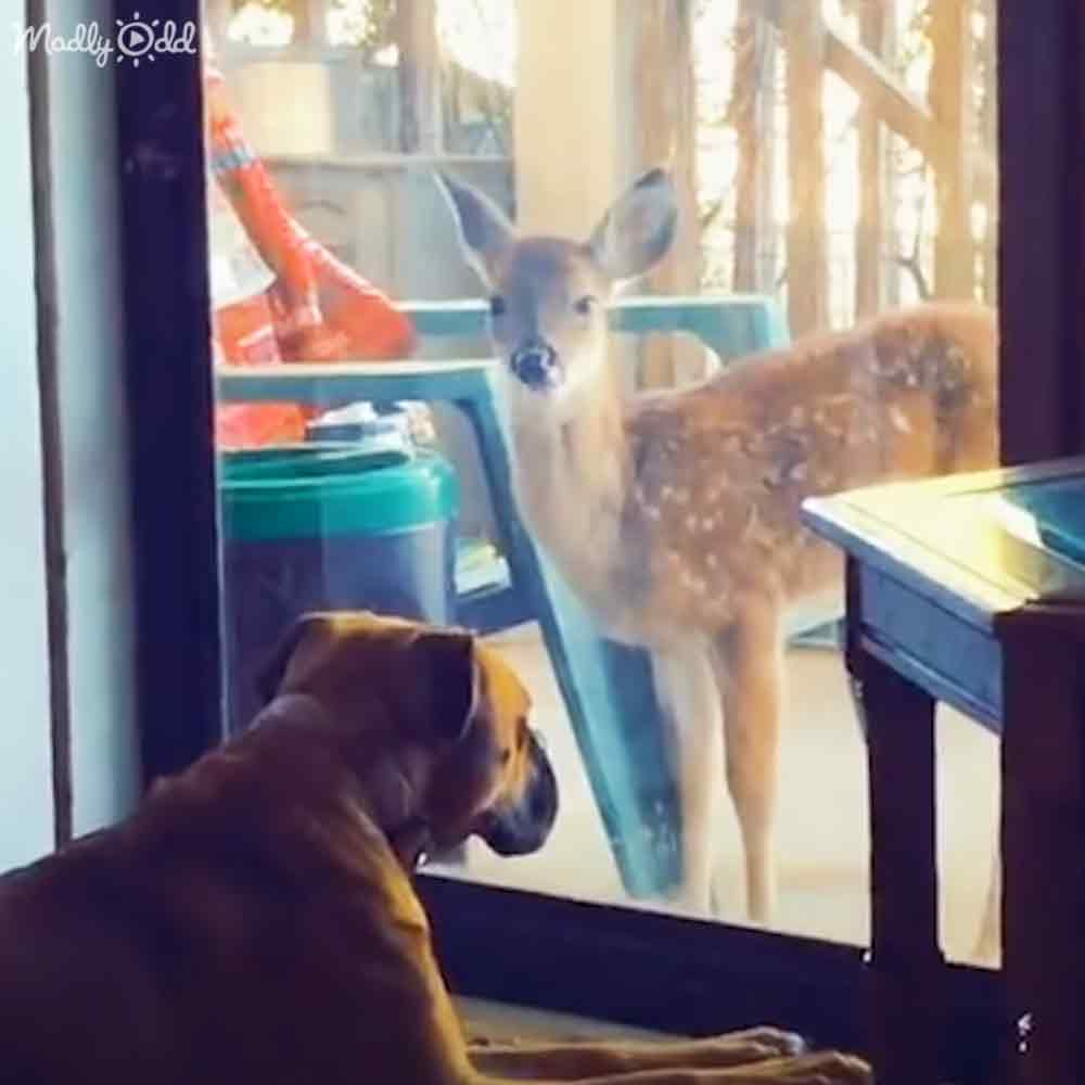 An adult medium-sized dog with brown fur, possibly a Boxer or similar breed, stands inside looking out through a glass door at an adult deer outside with light brown fur and white spots on its body. The scene is set indoors near a blue table in the background of an outdoor environment filled with trees.