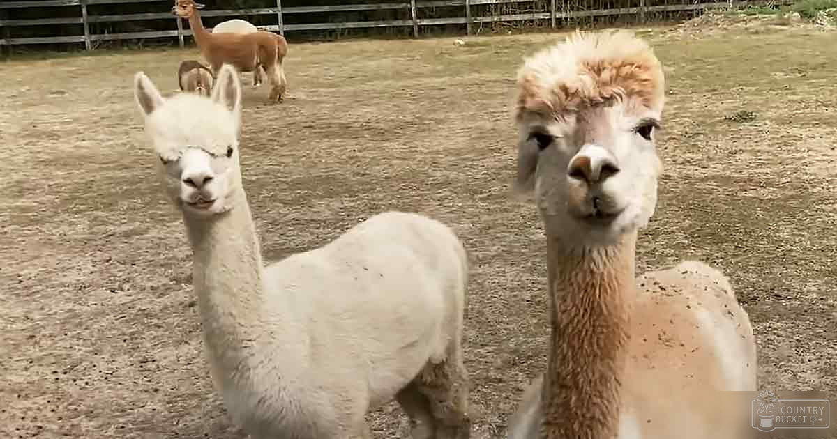 Two white adult alpacas and one light brown and cream-colored adult alpaca in a fenced pasture with scattered vegetation.