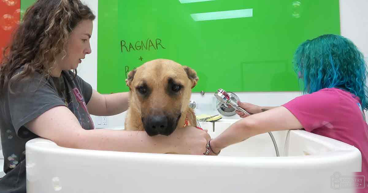 A medium-to-large breed dog being bathed in a white tub at what appears to be a grooming salon with green walls and writing on them, possibly indicating names of dogs. The scene is well-lit, suggesting daytime.
