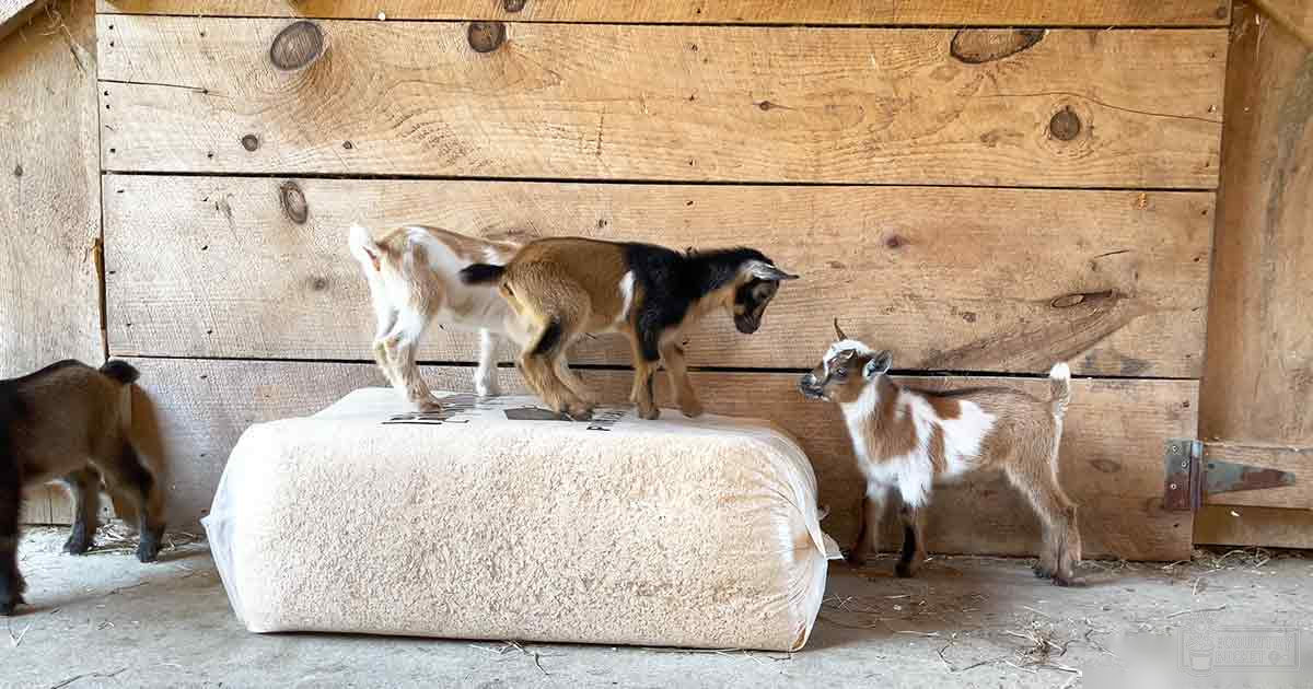 Juvenile goats with brown and white patches in a well-lit indoor barn setting, surrounded by wooden walls and a large cylindrical object on the floor.