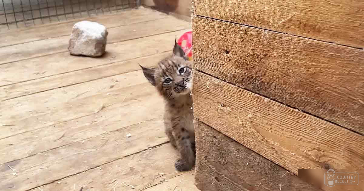 A young lynx kitten with light brown fur and darker spots, inside a wooden enclosure, possibly in a shelter or sanctuary.