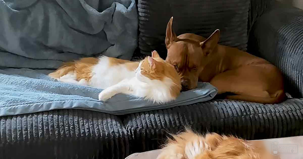 A tabby cat with white markings and a brown-furred dog, both resting on a gray couch in an indoor living room setting under natural light.