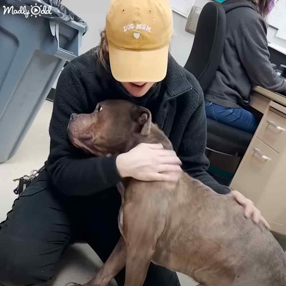 An adult female holding an American Pit Bull Terrier dog, wearing a mustard yellow baseball cap with 'DOG MOM' text and a white heart symbol in what appears to be an indoor animal shelter or veterinary clinic setting.
