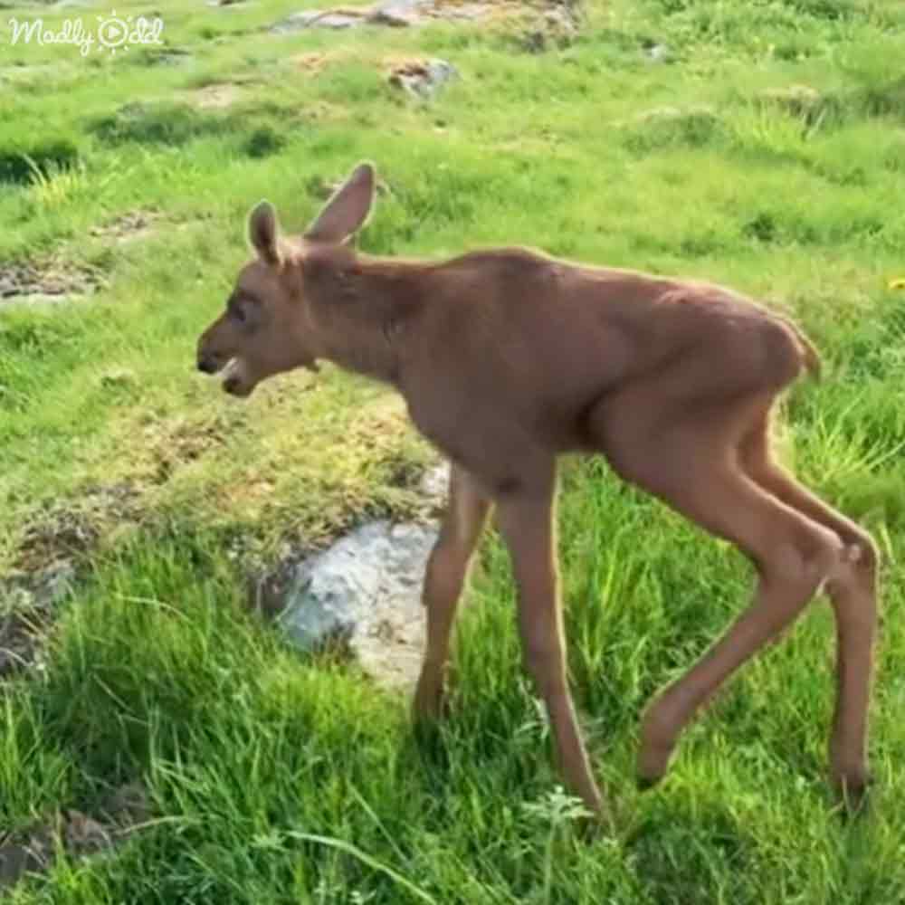 A young deer with light brown fur, slender body, long legs, perked ears in an open grassy area with rocks and dirt patches.