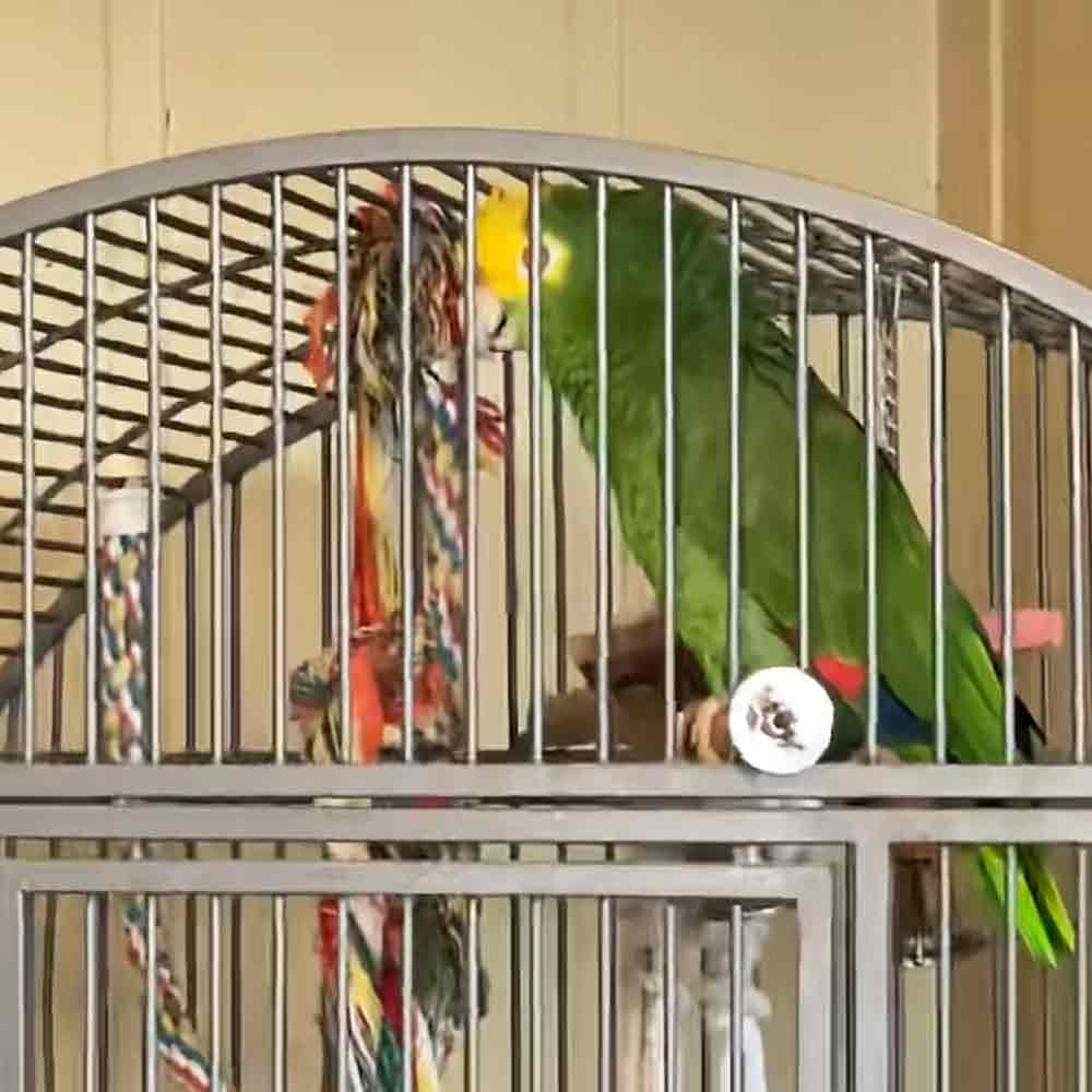 A green Amazon parrot with yellow head markings in a metallic cage indoors, surrounded by neutral-colored walls.