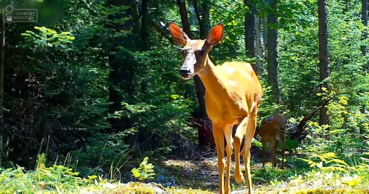 A deer with reddish-brown fur stands amidst a dense forest during summer.