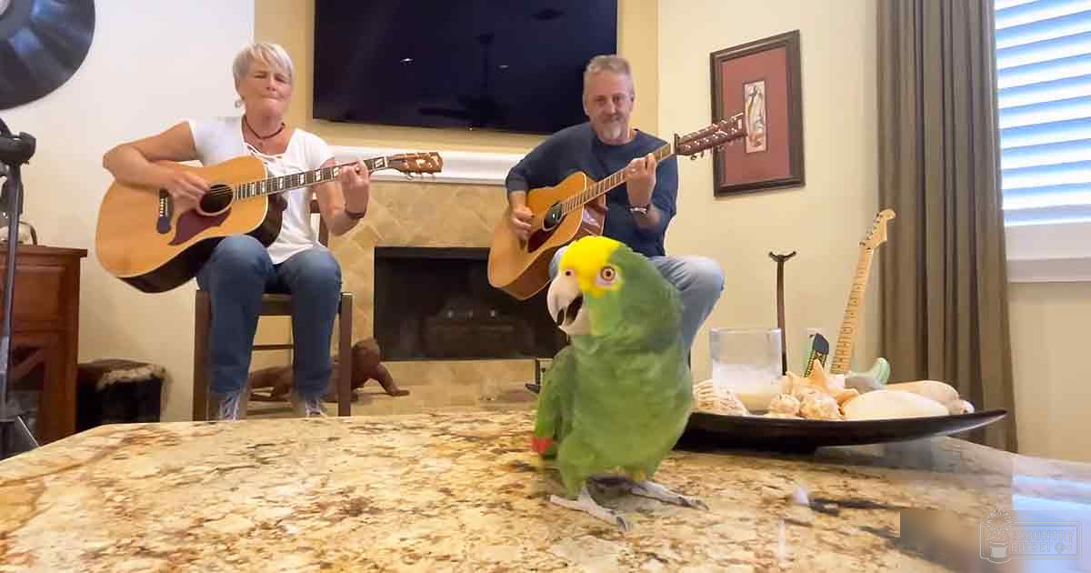 A middle-aged female wearing a white sleeveless top and jeans stands to the left of an adult male with a beard in a living room setting. A bright green parrot, likely an Amazon variety, perches on their right side, surrounded by various household items.