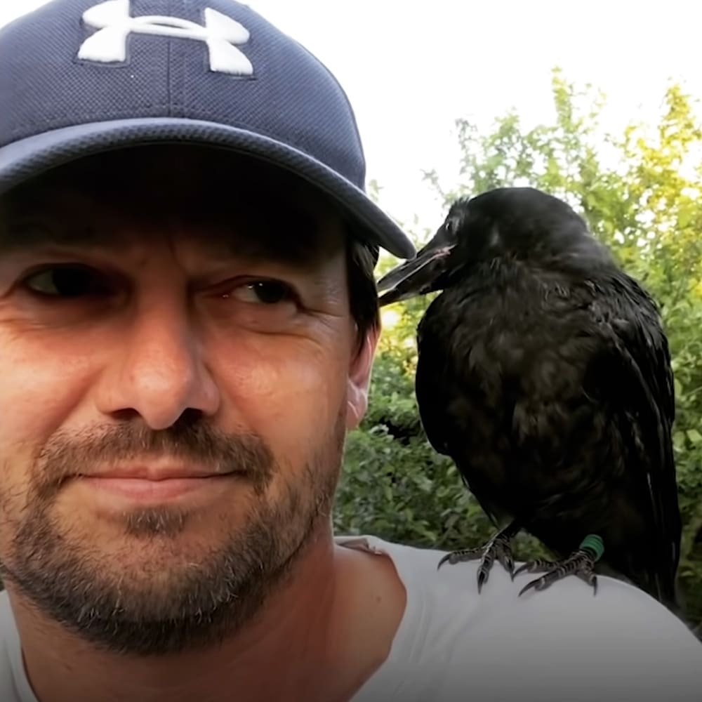 A middle-aged adult male wearing a dark blue Under Armour baseball cap and white t-shirt stands outdoors with a crow perched on his shoulder, surrounded by green foliage under soft daylight.