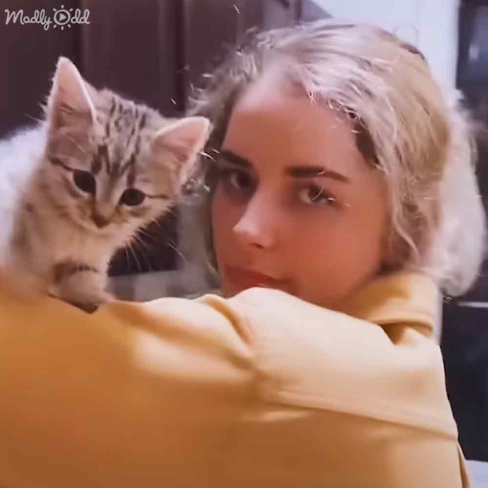 A young adult female wearing a light yellow or beige collared shirt with long sleeves, interacting with a tabby kitten in an indoor setting with soft lighting.