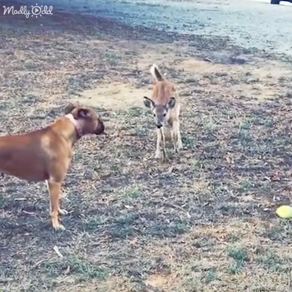 A medium-sized pit bull mix dog with short fur interacts playfully with a young fawn in an open grassy area at late afternoon or early evening light.