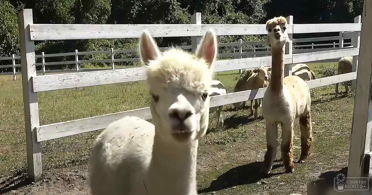 Two white-and-brown alpacas with 'Molly Odd' text in a fenced outdoor area, likely spring or summer day.