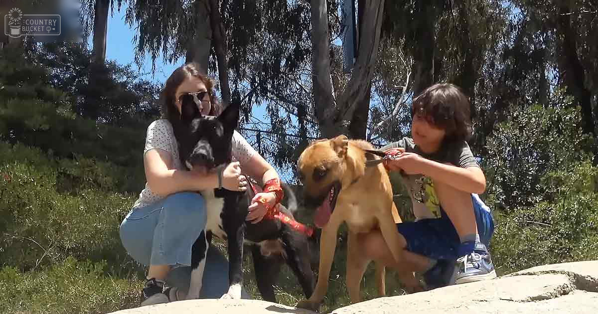 Two adults interacting with dogs in a park-like setting on a sunny day, surrounded by greenery.