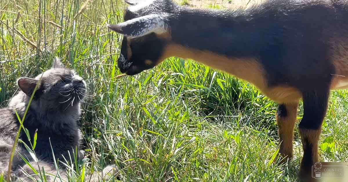 A domestic shorthair cat interacting with a black and tan goat in an outdoor grassy field under bright sunlight during spring or summer.