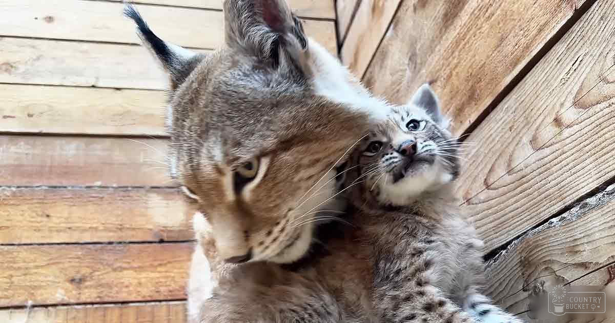 Adult female lynx with a light brown coat and darker markings on her face, accompanied by a young tabby kitten with white fur around its mouth and paws. The scene is set indoors near wooden paneling, possibly in a rustic cabin.